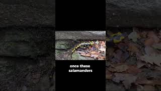 Salamander That Can Photosynthesize  Natures Marvel science [upl. by Albarran]