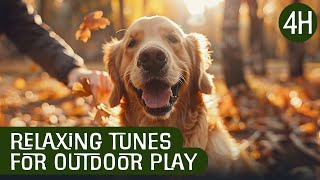 Dog TV🐾📺 Autumn Outdoor Play with Relaxing Tunes  Entertain your Dog and Soothe with Music 🎵🐶 [upl. by Seadon]