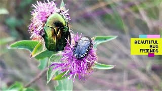 Beautiful bug friends Rose chafer Cetonia aurata amp Whitespotted Rose Beetle Oxythyrea funesta [upl. by Nahtanoj36]