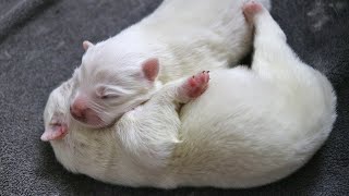 Thats What Newborn Samoyed Puppies Looks Like  Cuteness Overload [upl. by Outlaw515]