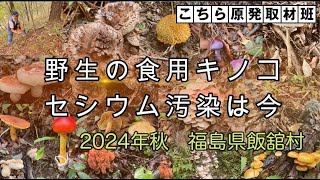 野生キノコのセシウム汚染の実態調査 2024年秋 福島県飯舘村 [upl. by Fabyola]