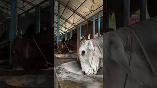 cows having breakfast Mixed grains food [upl. by Kerby]