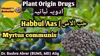 Myrtus communis  Habbul Aas  حب الآس Advia Mufradah lecture with slide presentation [upl. by Aimit]