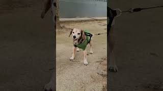 Silly Dog Laughing Dog Talking Dog Cute Dog Smart Dog Dog Life My Pet Animals [upl. by Dieball142]