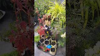 Kharchilla He Kya gardening gardenplants greenthumbgoals garden gardenideas flowers [upl. by Weitzman]