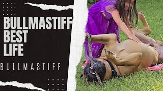 Bullmastiff Playtime [upl. by Alberic]