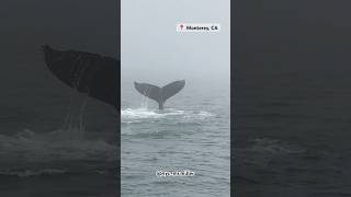 Monterey california montereycalifornia pacificocean pacific whale whales sea ocean wow [upl. by Osner]