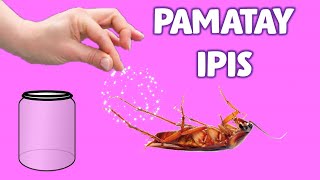 Ano mabisang pamatay ipis Natural na paraan para maiwasan cockroach at puksain [upl. by Annol]