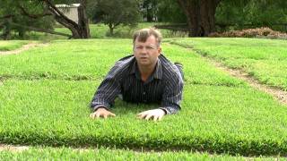 Choosing The Right Turf For Your Situation In Australia [upl. by Refenej919]