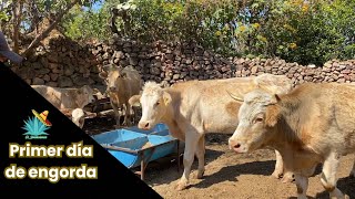 Vamos a engordar estas vacas para venderlas rancholaperla [upl. by Eirdua187]