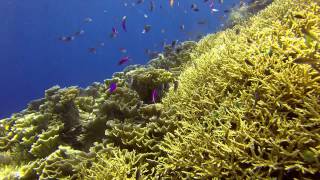 GoPro HD Diving Pulau Bunaken [upl. by Nylaroc995]