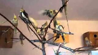 parrots at home papugi w domu [upl. by Ruckman481]