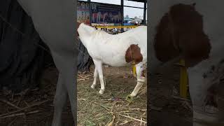 Beautiful Ablak Mare in Yeola Horse Market  horseshort horse bhimthadi [upl. by Assirral]