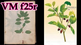 【ヴォイニッチ手稿】 フォリオ 25r この植物は何？ [upl. by Atirrehs491]