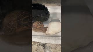 Pet Snail Eating Cuttlebone Shorts Animals Cool [upl. by Arinay404]