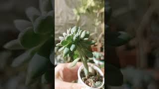 echeveriacristata succulents домашніквіти [upl. by Brosine]