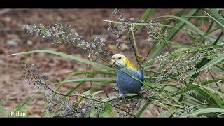 Pale headed Rosella eating purple flower [upl. by Judye]