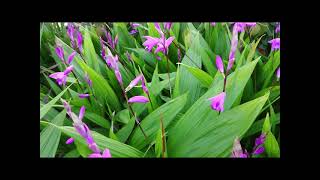 Bletilla Striata Hardy Orchid [upl. by Aseena]