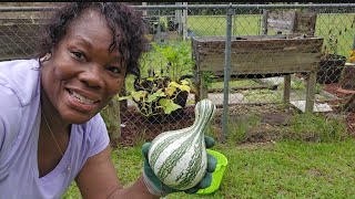 SUMMER CLEANUP  Garden Harvest Cushaw Cocozelle and China cucumber [upl. by Millham]