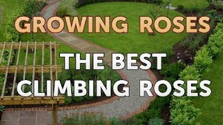 The Best Climbing Roses [upl. by Neerbas]