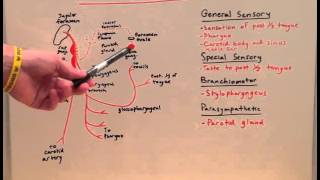 Cranial Nerve IX  Anatomy Lecture for Medical Students  USMLE Step 1 [upl. by Duer798]