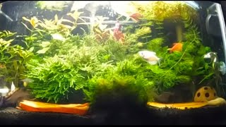 10 Gallon Overstocked Community Tank [upl. by Atikkin876]