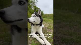 My HUSKY is THIRTY FIVE Years OLD [upl. by Jewell]