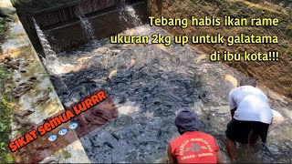 TEBANG HABIS IKAN MAS UKURAN 2kg [upl. by Field]