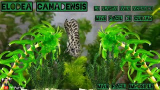 Elodea Canadensis plantasparaacuarios plantasacuáticas [upl. by Esikram]