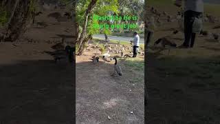 Mashallha he is doing great job subscribe please for more videos write in comments from California [upl. by Maxma]