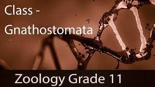 Animal Kingdom  Class Gnathostomata Fishes  Introduction  Groups Skeleton of Cartilage amp Bone [upl. by Youngran]