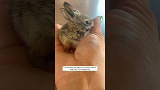 This woman adopted a lost baby rabbit and then this happened animalshorts shortvideo [upl. by Berlauda]