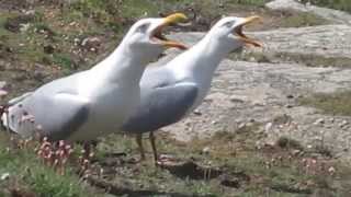 Causerie de goëlands à la Pointe du Raz  Beg ar Raz  wwwnhubzh [upl. by Merrick990]