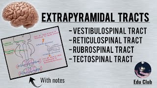 Extrapyramidal Tracts  Descending Tracts  Vestibulo Reticulo Rubro and Tectospinal Tracts [upl. by Ahk933]