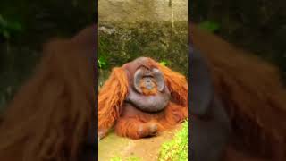 Orang Utan Kalimantan zoo wildlife orangutan primates kebunbinatang [upl. by Mills]