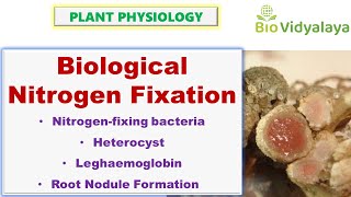 Biological Nitrogen Fixation  Heterocyst and Leghemoglobin  CSIR NET [upl. by Eirual]