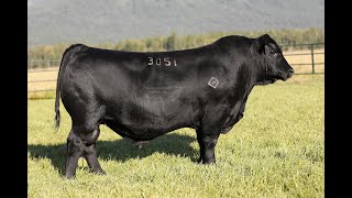 Lot 12  Montana Lombardi 3051 [upl. by Irok987]