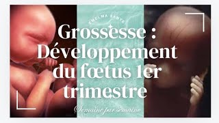 PREMIER TRIMESTRE DE GROSSESSE  FŒTUS SEMAINE PAR SEMAINE  GROSSESSE SEMAINE PAR SEMAINE [upl. by Cherilynn]