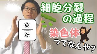 【中学理科】細胞分裂の過程～染色体とは？体細胞分裂とは？～ 22【中３理科】 [upl. by Galitea161]