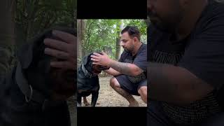 When You Have An Aggressive Rottweiler Dog shorts doglover rottweiler [upl. by Nolyar]