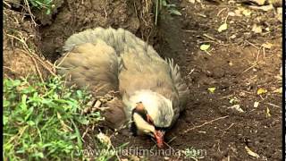 Chukar Partridge getting a dust bath in the Himalaya [upl. by Laura]