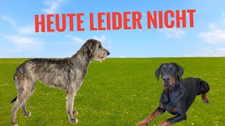 Heute leider nicht Dobermann Jeff [upl. by Robillard]