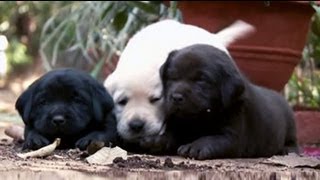 Getting to know more about Labradors [upl. by Crompton]