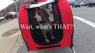 Cheddars first ride in the Aosom Elite Pet Bike Carrier  Trailer [upl. by Suzanne896]