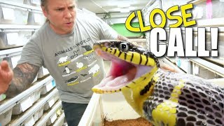 MILD VENOMOUS SNAKE CLOSE CALL SNAKE BITES  BRIAN BARCZYK [upl. by Genni638]