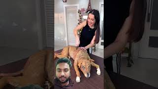 Ladki ne kutte ko kat Diya 😱shortvideo youtubeshorts shorts trendingshorts pets funny dog [upl. by Ynnol]