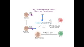 TNFR2 Taming Regulatory T Cells to Enhance AntiTumor Immunity [upl. by Davita]