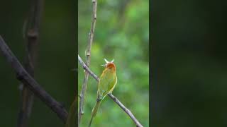 Asian green beeeater Bird EP09 birds mynasound birdspecies nature [upl. by Nyvrem]