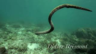 horned sea snake Perons sea snake  Hydrophis peronii [upl. by Jamnis]