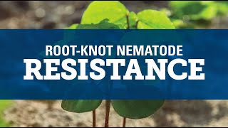 Understanding RootKnot Nematode [upl. by Corliss]